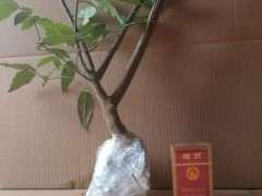 淘宝购买的腊梅下山桩 2元购买 可以吗