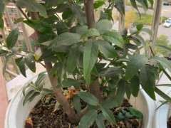 腊梅下山桩什么时候落叶子 图片