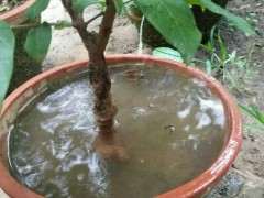 怎么才能让腊梅下山桩花苞膨大起来 图片