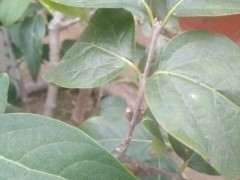 腊梅下山桩可与红梅嫁接吗 图片