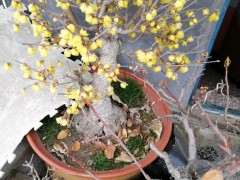 玩了14年的腊梅下山桩 可以吗 图片