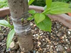 腊梅下山桩嵌芽接实验 终于成功 图片