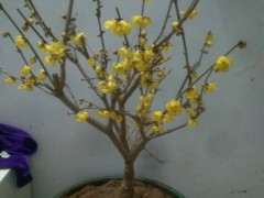 腊梅下山桩 败了的花要摘掉吗 图片