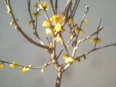 腊梅下山桩肯定要长花苞了吗 为什么 图片