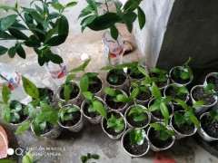 腊梅下山桩不嫁接也3年开花吗 图片