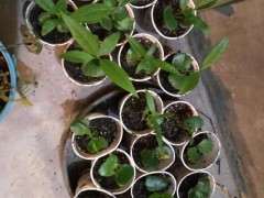 移栽腊梅下山桩小苗时用什么土 图片