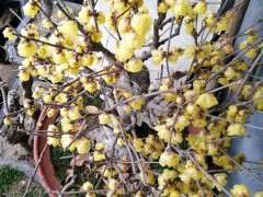 广东地区腊梅下山桩能开花吗 图片