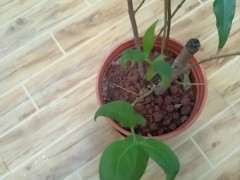 腊梅下山桩叶子内卷 怎么办 如何救 图片