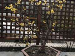 腊梅下山桩上盆了 可以吗 图片