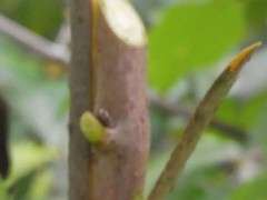 腊梅下山桩不嫁接 就不会开花吗 图片