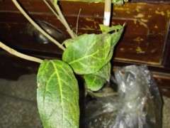 这是檀香腊梅下山桩么 可以吗 图片