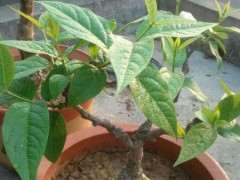 被麻雀祸害后的腊梅下山桩 怎么办 图片