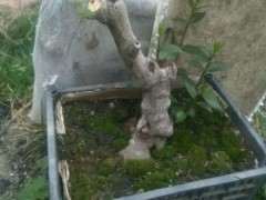 腊梅下山桩有根怎么会过不了夏天呢 图片