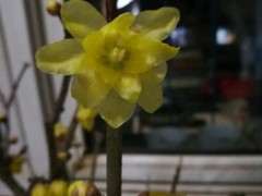 腊梅下山桩掉花苞 用不用换土 图片