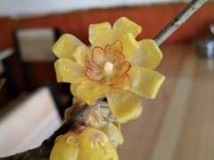 如何才能让腊梅下山桩多长大花苞 图片