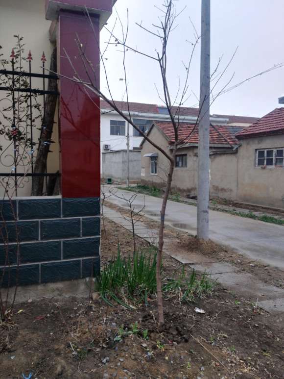 腊梅下山桩可以砍头吗 怎么办 图片