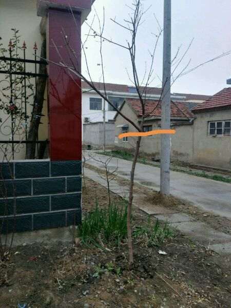 腊梅下山桩可以砍头吗 怎么办 图片