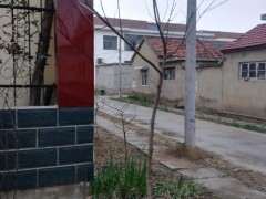 腊梅下山桩可以砍头吗 怎么办 图片