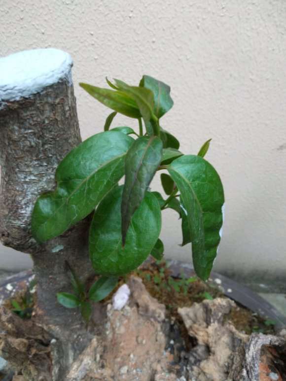 腊梅下山桩叶子有点耷拉 怎么办 图片