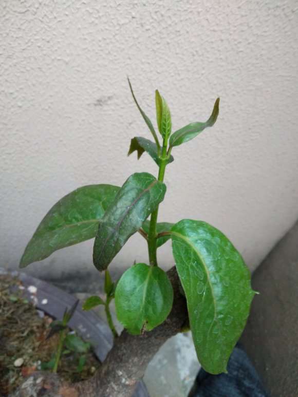 腊梅下山桩叶子有点耷拉 怎么办 图片