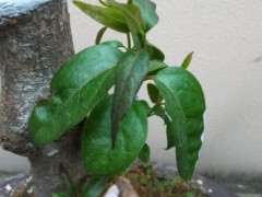 腊梅下山桩叶子有点耷拉 怎么办 图片