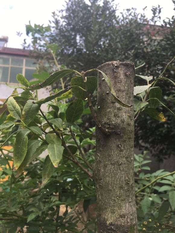 腊梅下山桩怎么移栽的方法 图片