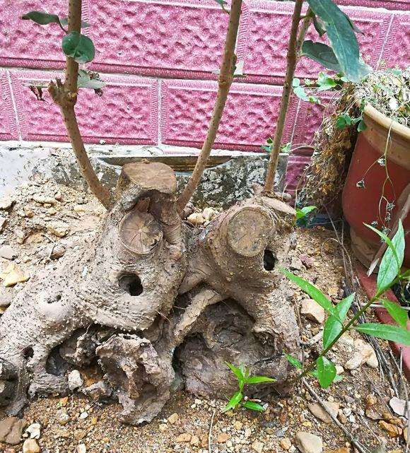 腊梅下山桩怎么移栽的方法 图片