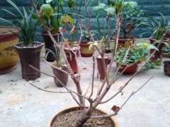 腊梅下山桩半死不活的 怎么回事 图片