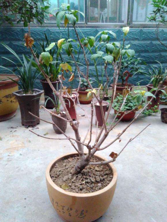 腊梅下山桩半死不活的 怎么回事 图片