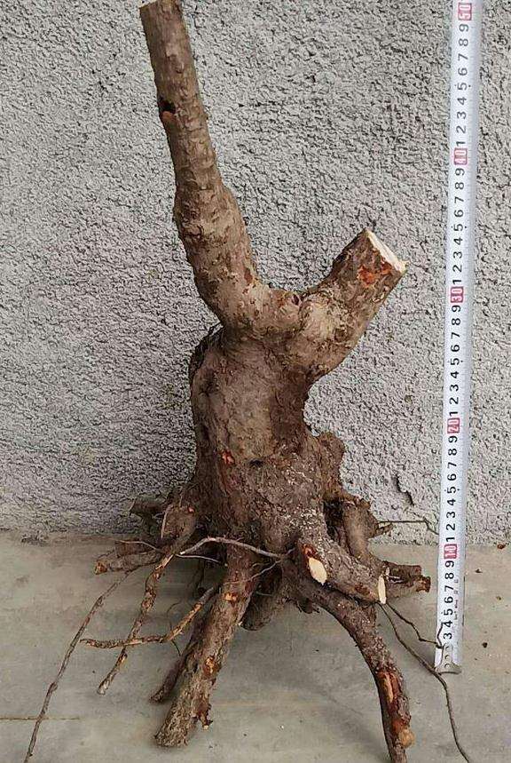 腊梅下山桩要泡泡多菌灵和生根粉吗 图片