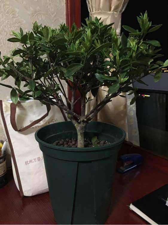 多菌灵和生根粉放一起泡栀子下山桩吗