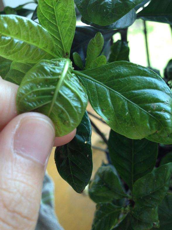 火棘下山桩叶片上是多菌灵吗 图片