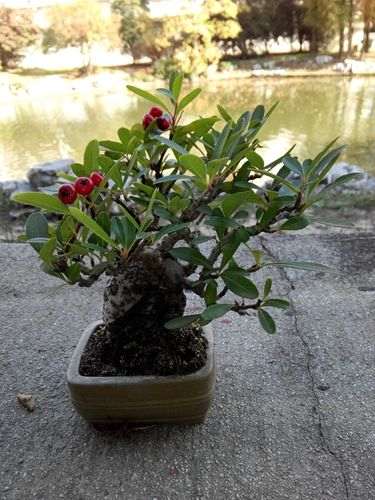 火棘下山桩叶片上是多菌灵吗 图片