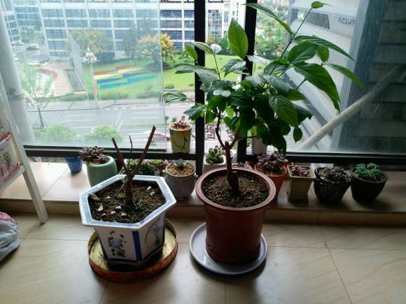 这是腊梅下山桩 脱水了吗 太干了 图片