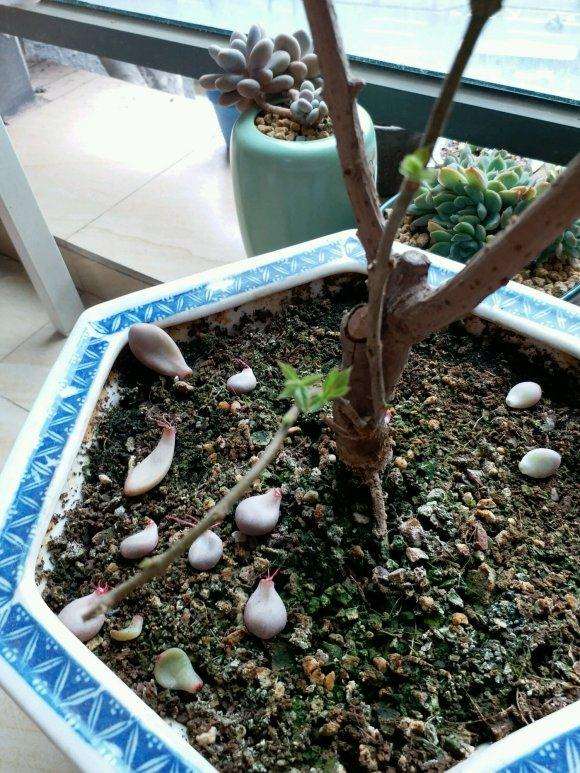 这是腊梅下山桩 脱水了吗 太干了 图片