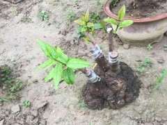 嫁接的腊梅下山桩 全部发芽成活 图片