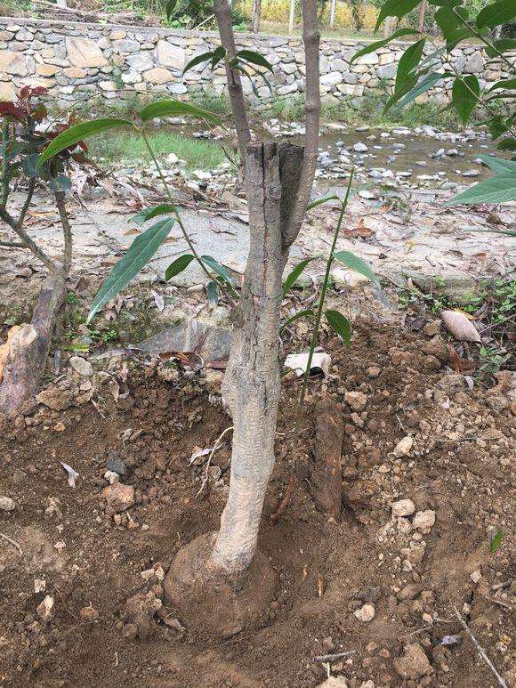 种了3年的腊梅下山桩 今年要开花了 图片