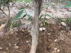 种了3年的腊梅下山桩 今年要开花了 图片