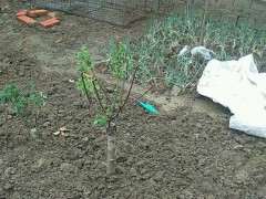 腊梅下山桩枝条枯萎 怎么办 图片