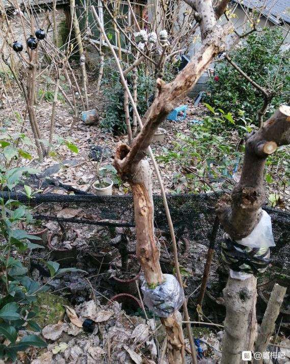 高压了一些腊梅下山桩 怎么样 图片