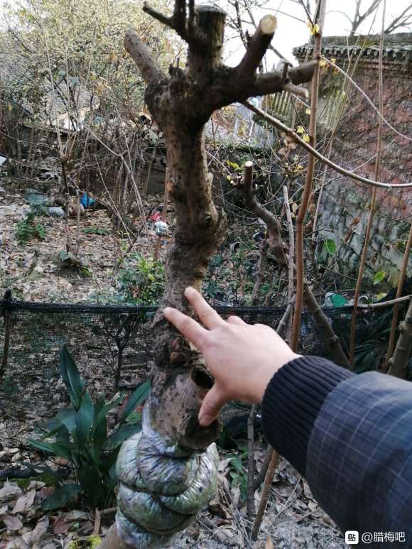 高压了一些腊梅下山桩 怎么样 图片