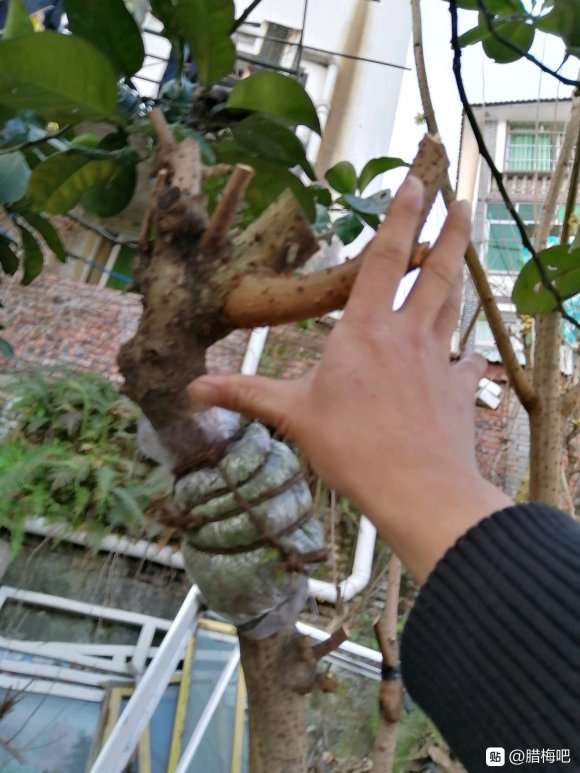 高压了一些腊梅下山桩 怎么样 图片