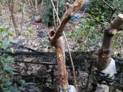 高压了一些腊梅下山桩 可以吗 图片