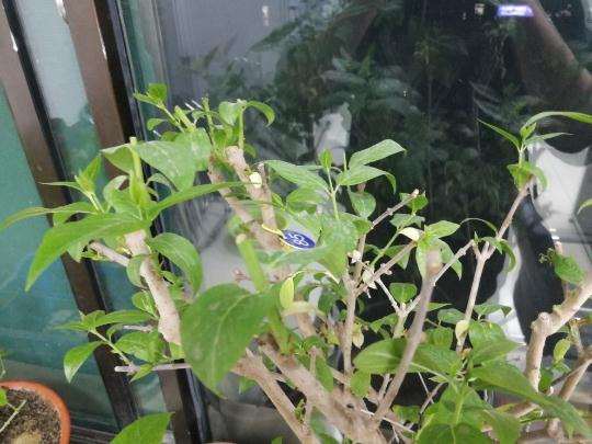 腊梅下山桩叶子打蔫了 怎么办 图片