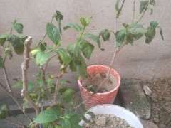 腊梅下山桩都枯了 怎么办 图片