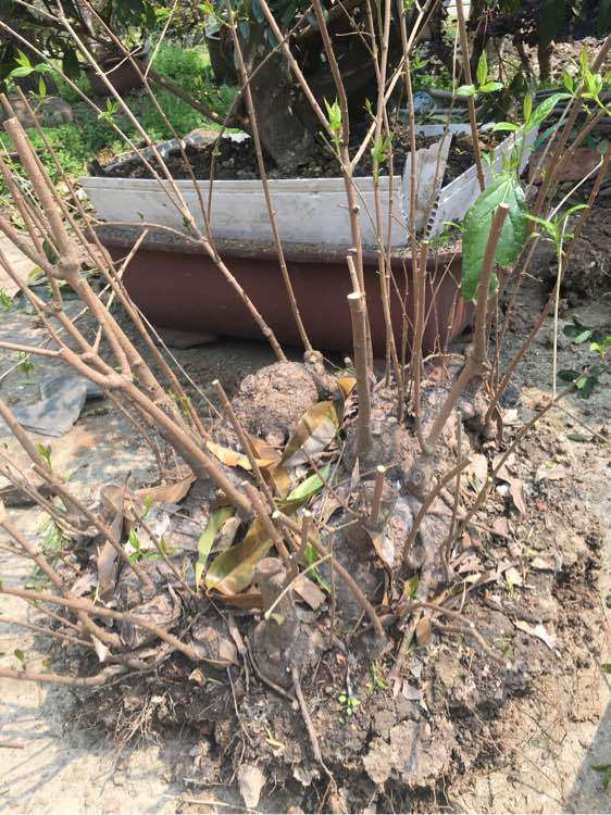 大丛林腊梅下山桩疙瘩咋么处理 图片