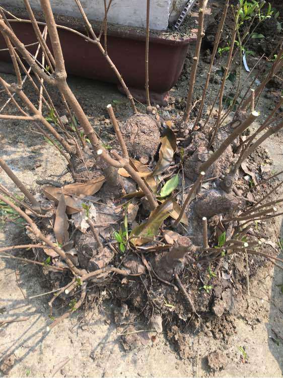 大丛林腊梅下山桩疙瘩咋么处理 图片