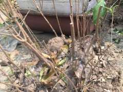 大丛林腊梅下山桩疙瘩咋么处理 图片