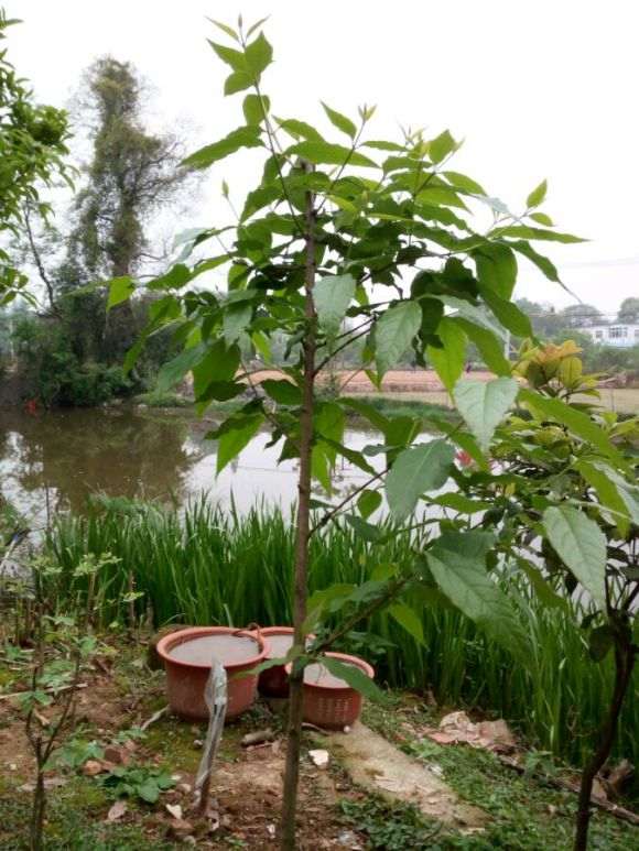 请教 地栽腊梅下山桩如何修剪 图片