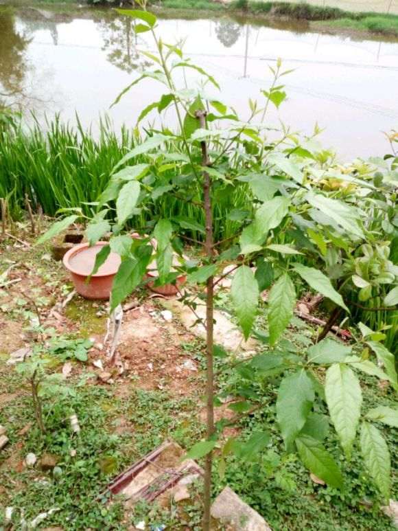 请教 地栽腊梅下山桩如何修剪 图片